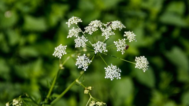 23 Highly Poisonous Plants Hiding in Your Backyard, Experts Say