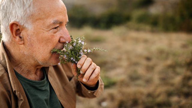 Senior man smelling fresh herbs in nature on a picnic